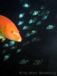 Roter Schweinslippfisch (Bodianus scrofa) + Zweibindenbrassen (Diplodus vulgaris)