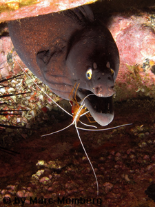 Frst-August-Murne (Muraena augusti) & Atlantische Weiband-Putzergarnele (Lysmata grabhami)