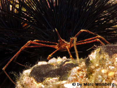 Ostatlantik-Pfeilkrabbe (Stenorhynchus lanceolatus)