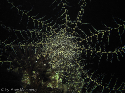 Gorgonenhaupt (Gorgonocephalus caputmedusae)