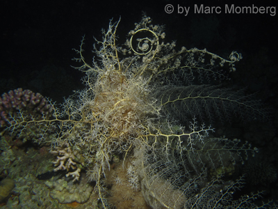 Gorgonenhaupt (Gorgonocephalus caputmedusae)