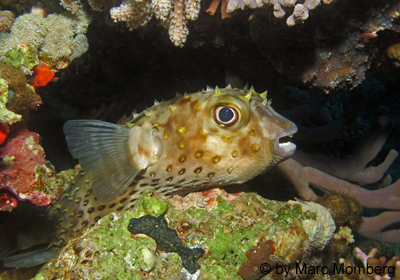 Braunflecken-Igelfisch (Diodon holocanthus)