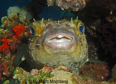 Braunflecken-Igelfisch (Diodon holocanthus)