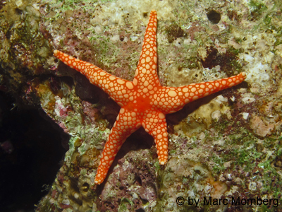 Perlen-Seestern (Fromia monilis)