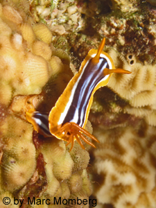 Pyjama-Sternschnecke (Chromodoris quadricolor)