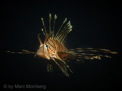 Rotfeuerfisch (Pterois muricata)