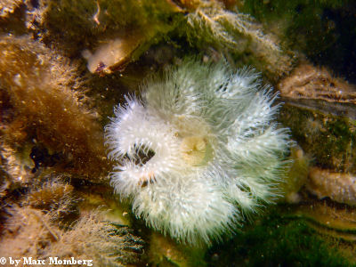 Seenelke (Metridium senile)