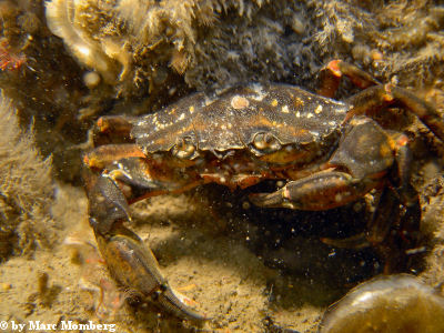 Strandkrabbe (Carcinus maenas)