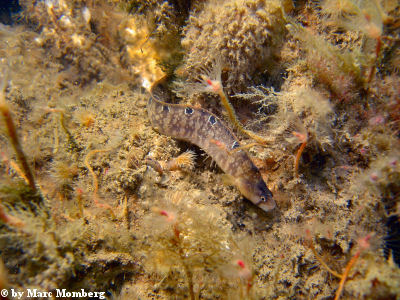 Butterfisch (Pholis gunellus)