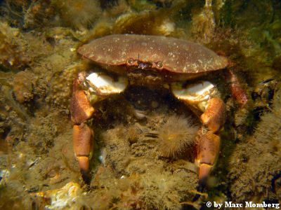 Taschenkrebs / Knieper (Cancer pagurus)