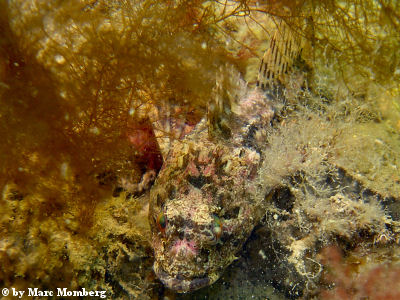 Seeskorpion (Myxocephalus scorpius)