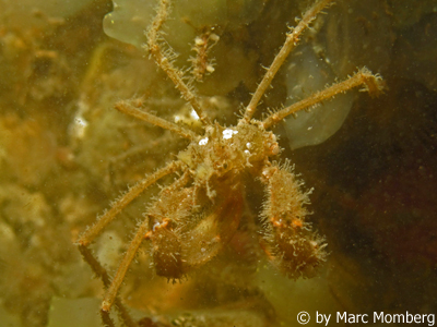 Gespensterkrabbe (Macropodia rostata)