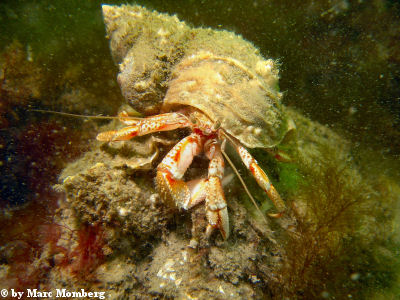Einsiedlerkrebs / Bernhardskrebs (Pagurus bernhardus)