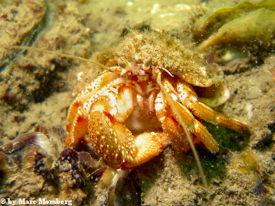 Einsiedlerkrebs / Bernhardskrebs (Pagurus bernhardus)