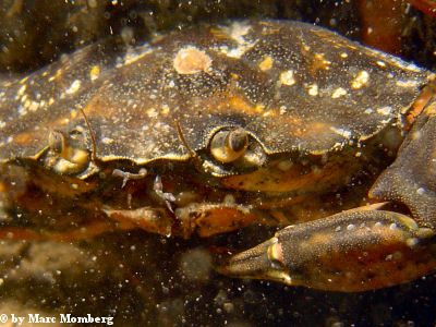Strandkrabbe (Carcinus maenas)