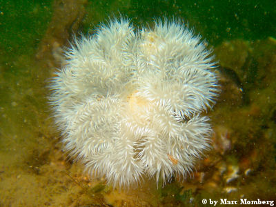Seenelke (Metridium senile)