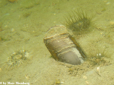Gefurchte Scheidenmuschel (Solen marginatus)