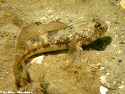 Strandgrundel (Pomatoschistus minutus)