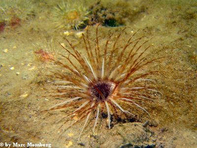 Speeranemone (Peachia hastata)