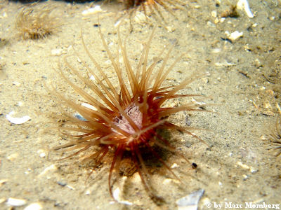 Speeranemone (Peachia hastata)