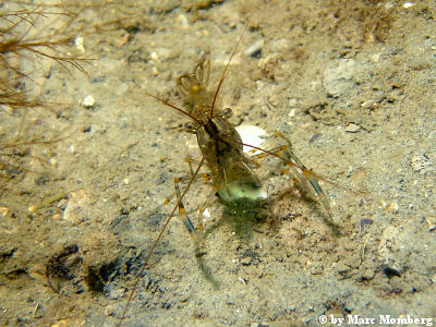 Ostsee- / Felsgarnele (Pinnotheres pisum (Leander adspersus))